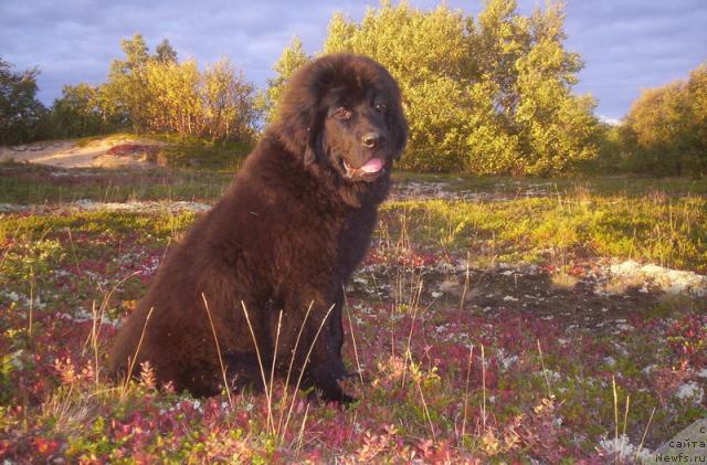 Фото: ньюфаундленд Gloriya Grand Blek (Глория Гранд Блек)