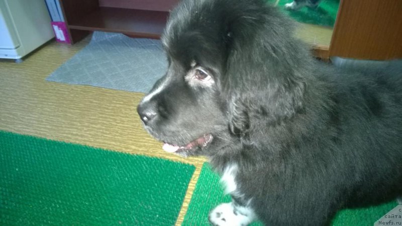 Фотография № 175930