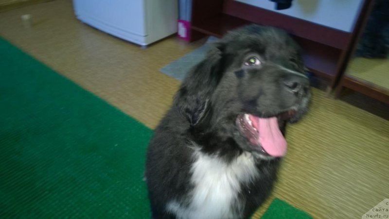 Фото: ньюфаундленд Lilli Byet (Лилли Бэт)