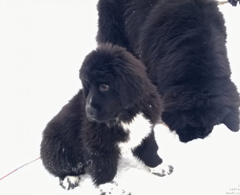 Фотография № 175933