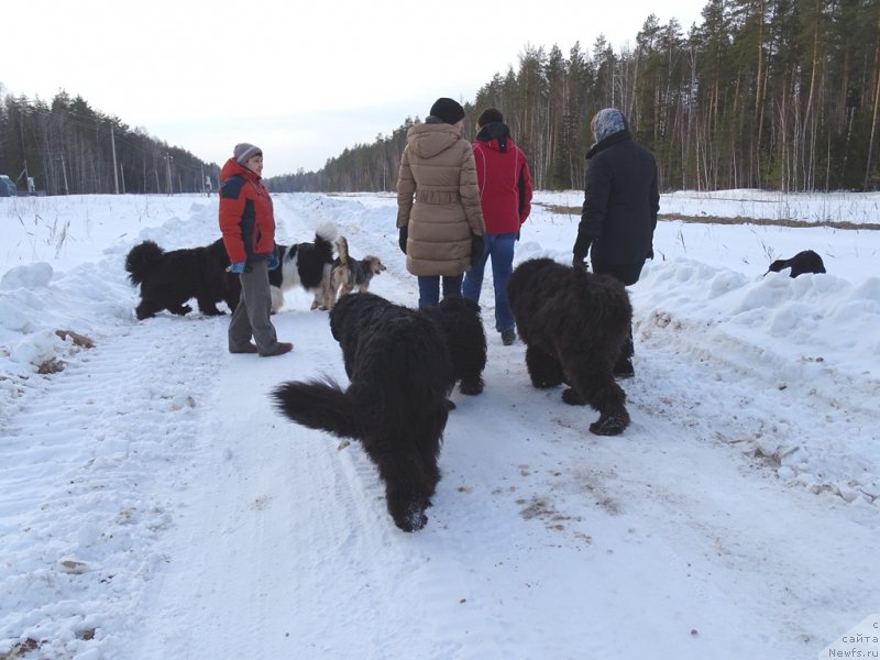 Фото: ньюфаундленд Akin Soul Sofiya (Акин Соул София), ньюфаундленд Lesnaya Skazka Lunnaya Sonata (Лесная Сказка Лунная Соната), ньюфаундленд Andjel Viktorius (Анджел Викториус), ньюфаундленд CHernyiy SHarm Vellington (Черный Шарм Веллингтон)