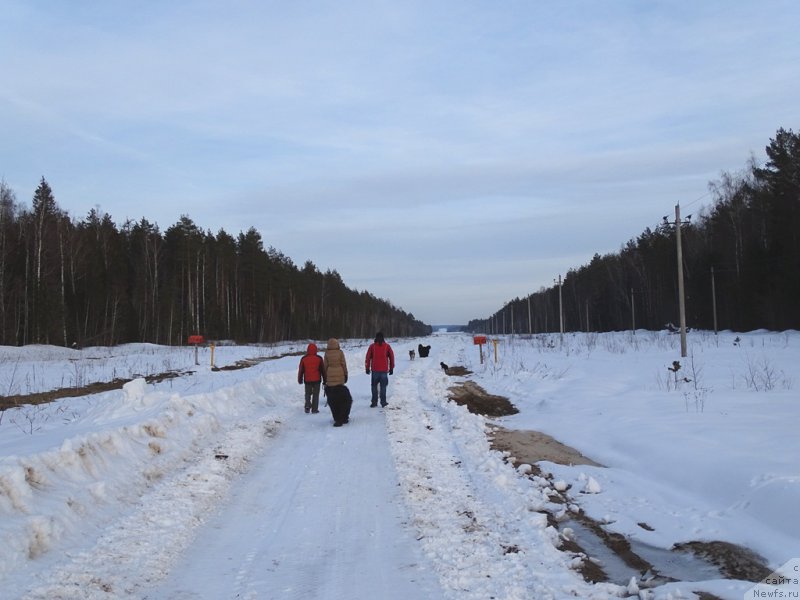 Фото: ньюфаундленд Akin Soul Sofiya (Акин Соул София), ньюфаундленд CHernyiy SHarm Vellington (Черный Шарм Веллингтон)