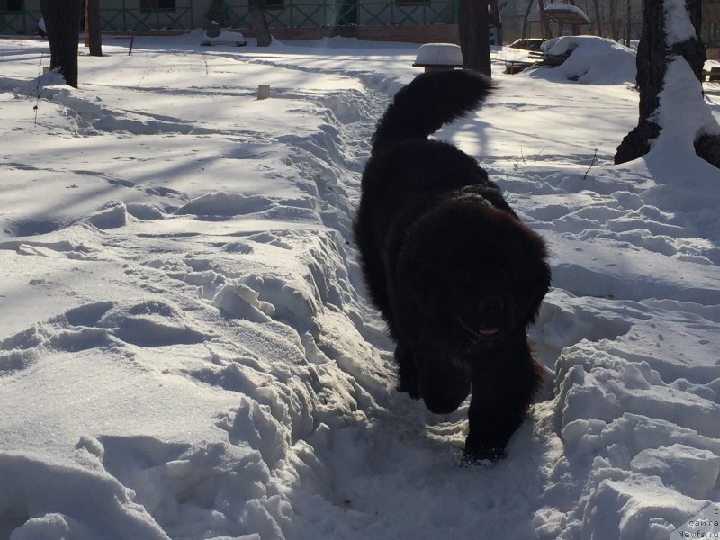 Фото: ньюфаундленд Begushaya po Volnam Choice of Fibonacci (Бегущая по Волнам Чойс оф Фибоначчи)