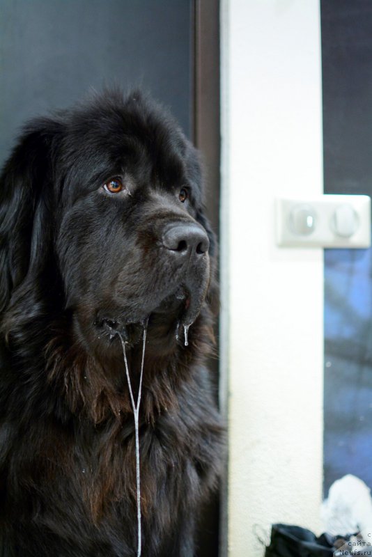 Фото: ньюфаундленд Van Len Taym Older (Ван Лен Тайм Олдер)