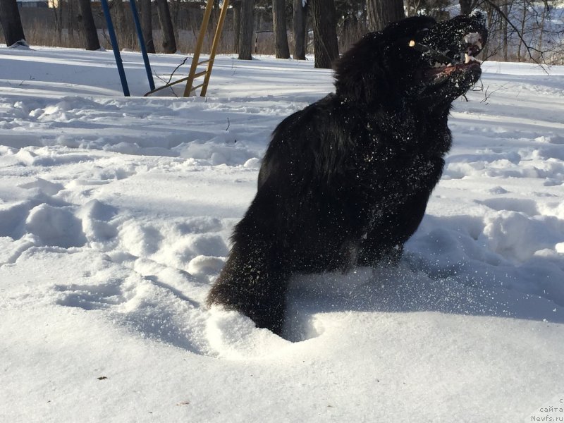 Фото: ньюфаундленд Begushaya po Volnam Choice of Fibonacci (Бегущая по Волнам Чойс оф Фибоначчи)