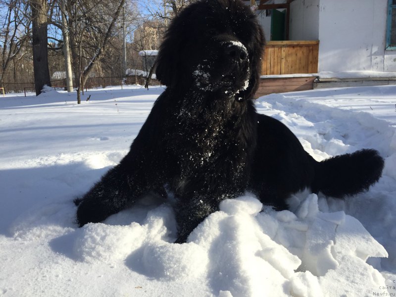 Фото: ньюфаундленд Begushaya po Volnam Choice of Fibonacci (Бегущая по Волнам Чойс оф Фибоначчи)