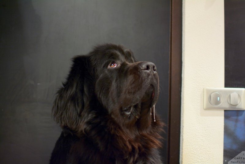 Фото: ньюфаундленд Van Len Taym Older (Ван Лен Тайм Олдер)