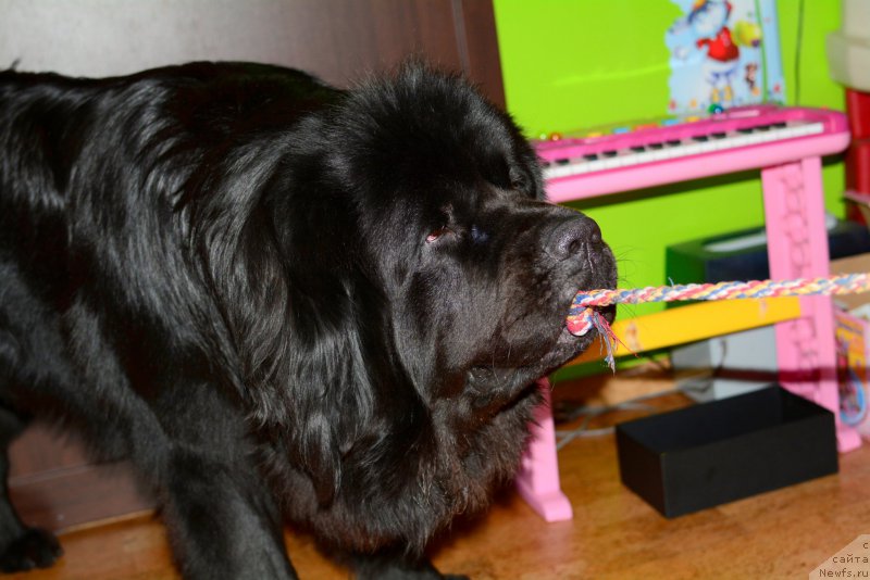 Фото: ньюфаундленд Van Len Taym Older (Ван Лен Тайм Олдер)