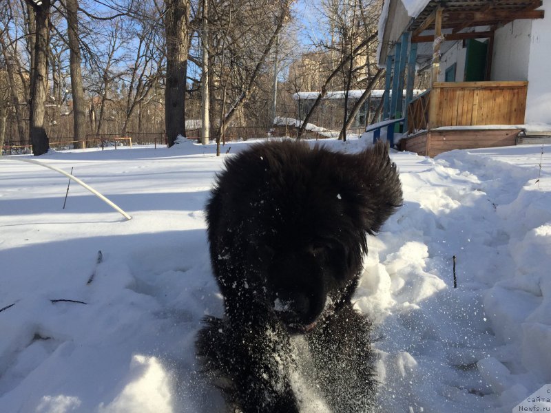 Фото: ньюфаундленд Begushaya po Volnam Choice of Fibonacci (Бегущая по Волнам Чойс оф Фибоначчи)