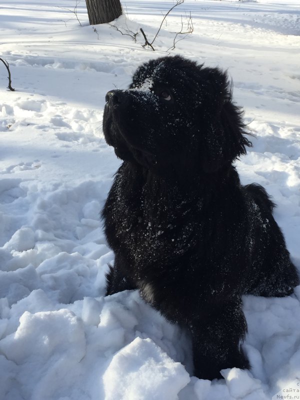 Фото: ньюфаундленд Begushaya po Volnam Choice of Fibonacci (Бегущая по Волнам Чойс оф Фибоначчи)