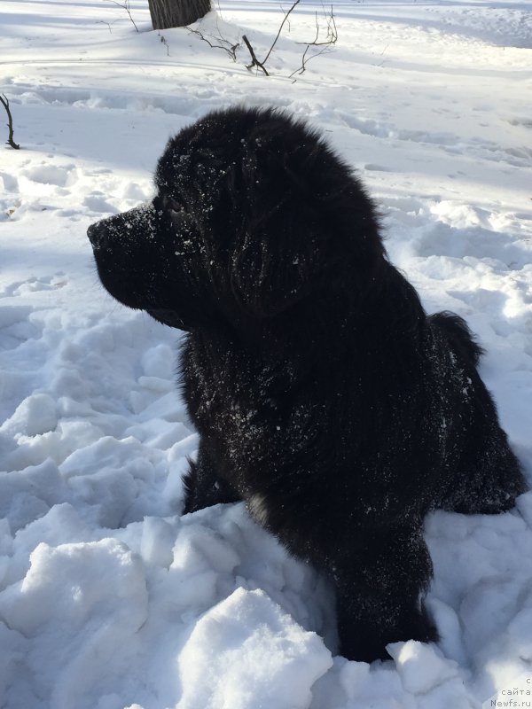 Фото: ньюфаундленд Begushaya po Volnam Choice of Fibonacci (Бегущая по Волнам Чойс оф Фибоначчи)