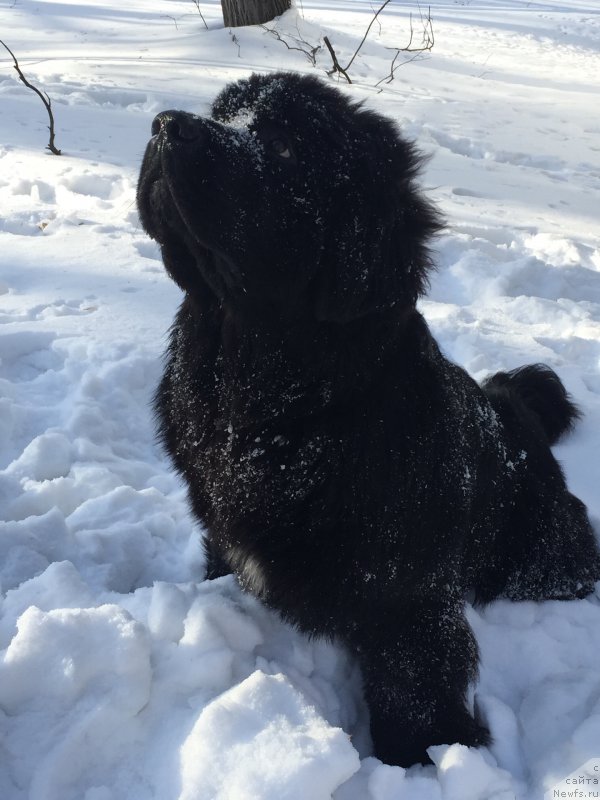 Фото: ньюфаундленд Begushaya po Volnam Choice of Fibonacci (Бегущая по Волнам Чойс оф Фибоначчи)