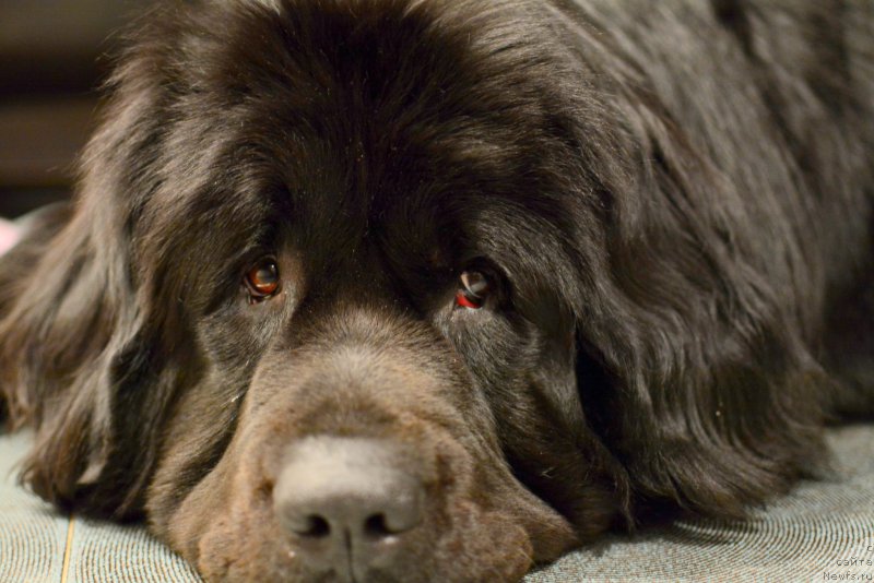 Фото: ньюфаундленд Van Len Taym Older (Ван Лен Тайм Олдер)