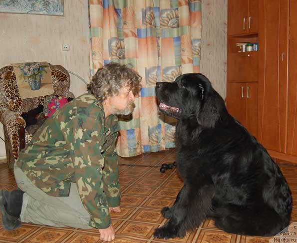 Фото: ньюфаундленд Sent Djons Orfey (Сент Джонс Орфей), [ID 458]