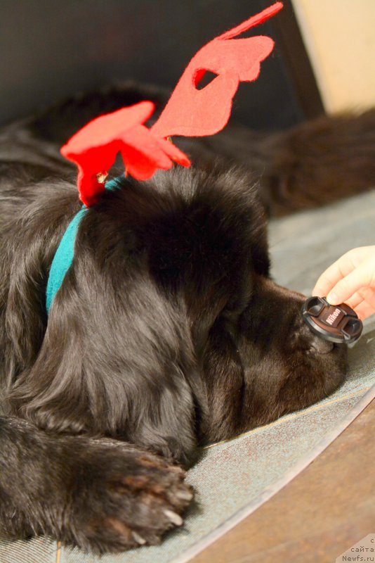 Фото: ньюфаундленд Van Len Taym Older (Ван Лен Тайм Олдер)