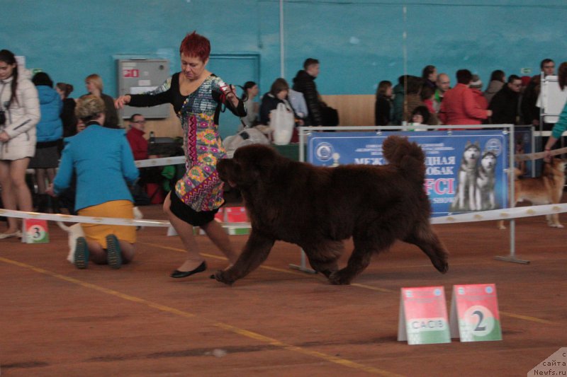 Фото: ньюфаундленд Charmer Denkam Bronze (Чармер Денкам Бронз)