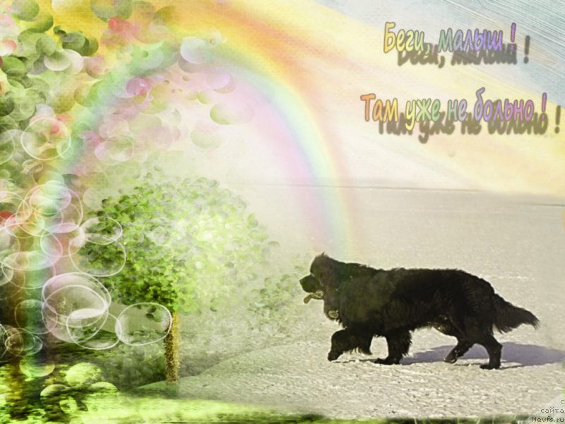 Фото: ньюфаундленд CHernyiy Balu Dyussel'dorf (Черный Балу Дюссельдорф)