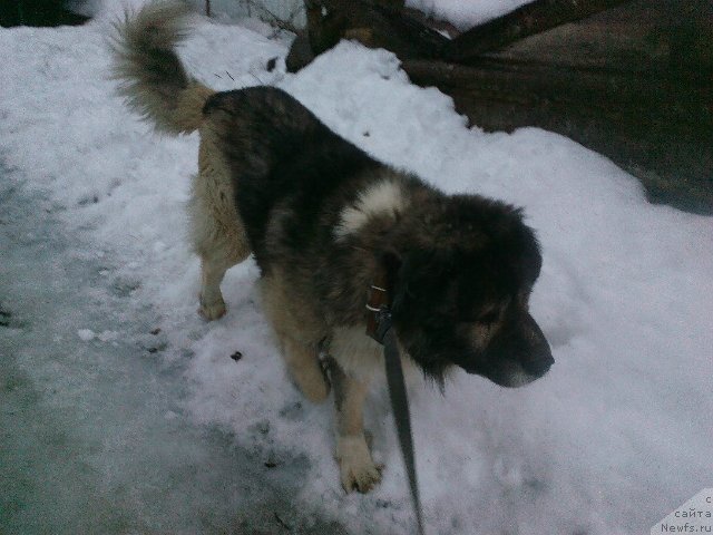 Фотография № 175981