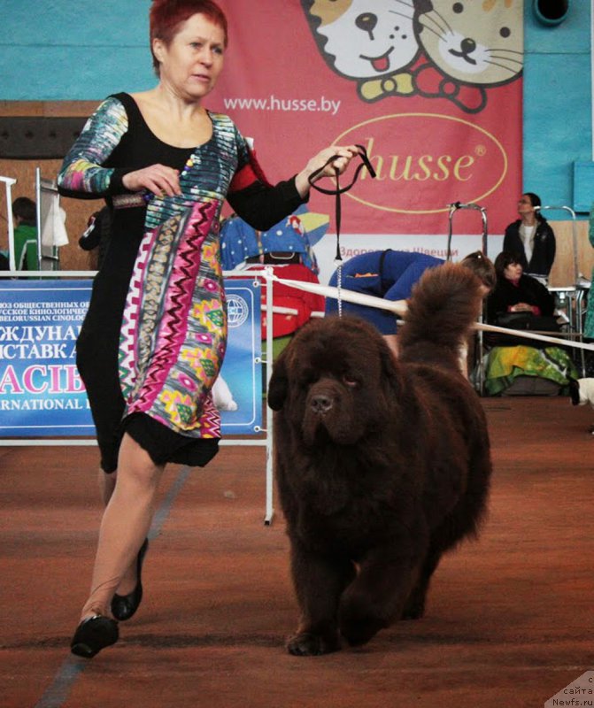 Фото: ньюфаундленд Charmer Denkam Bronze (Чармер Денкам Бронз), Tat'yana YAkovleva (Татьяна Яковлева)