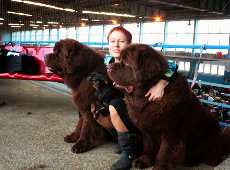 Фото: ньюфаундленд Charli The Best Helfi Pel (Чарли Де Бест Хелфи Пэл), Tat'yana YAkovleva (Татьяна Яковлева), Ваька, ньюфаундленд Charmer Denkam Bronze (Чармер Денкам Бронз)