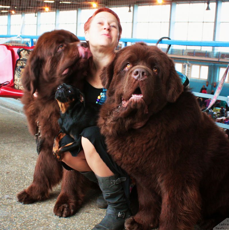 Фото: ньюфаундленд Charli The Best Helfi Pel (Чарли Де Бест Хелфи Пэл), Tat'yana YAkovleva (Татьяна Яковлева), Варька, ньюфаундленд Charmer Denkam Bronze (Чармер Денкам Бронз)