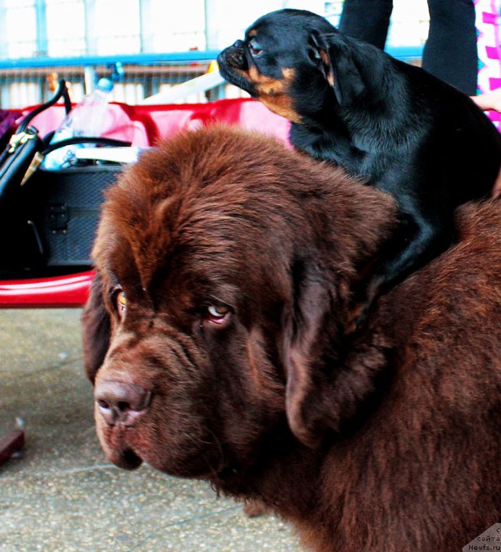 Фото: ньюфаундленд Charli The Best Helfi Pel (Чарли Де Бест Хелфи Пэл), Варя