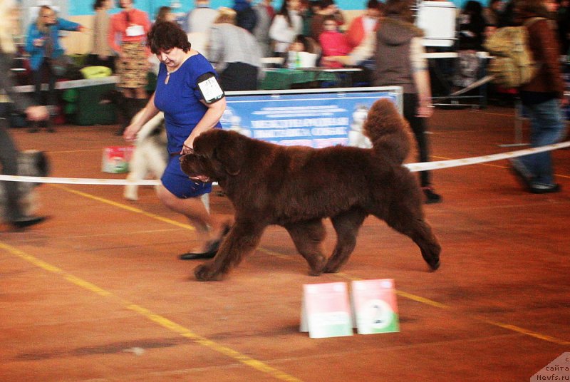 Фото: ньюфаундленд Charli The Best Helfi Pel (Чарли Де Бест Хелфи Пэл)