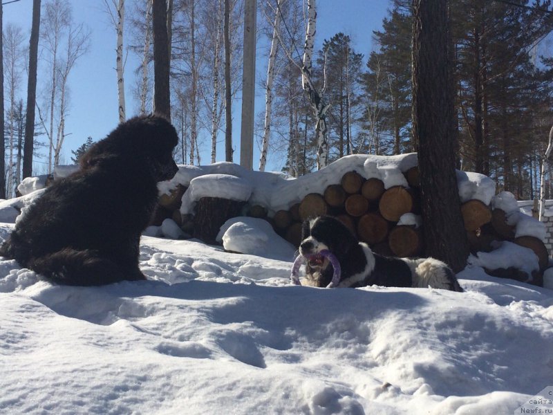 Фото: ньюфаундленд Dart Veyder (Дарт Вейдер), ньюфаундленд Fluffy Avalanch Surpassing All Expektations (Флюфи Аваланч Сурпассинг Алл Експестатионс)