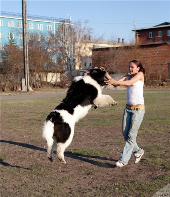 Фото: ньюфаундленд Fluffy Avalanch Surpassing All Expektations (Флюфи Аваланч Сурпассинг Алл Експестатионс), Kseniya Naumova (Ксения Наумова)