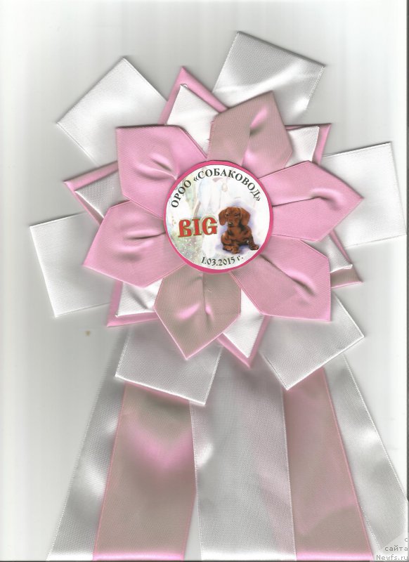 Фото: ньюфаундленд Vargas de la Massa Armando (Варгас Де Ла Масса Армандо)