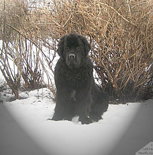 Фото: Бегущая по волнам Чичоритто