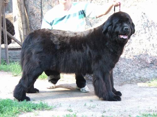 Фото: ньюфаундленд Greychel (Грейчел)