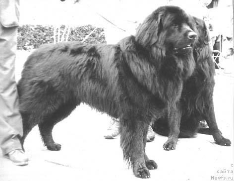 Фото: ньюфаундленд Princ Aym YAnk (Принц Айм Янк)