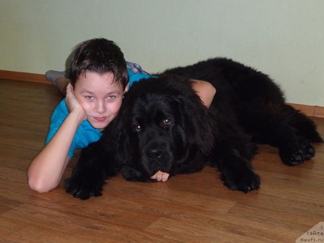 Фото: ньюфаундленд Aktiv Blyeyz of Glori (Актив Блэйз оф Глори)