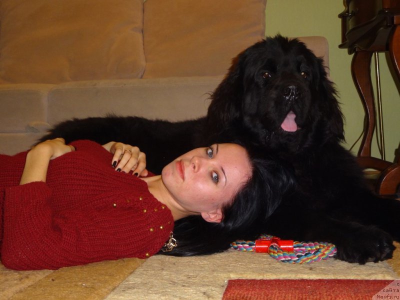 Фото: ньюфаундленд Aktiv Blyeyz of Glori (Актив Блэйз оф Глори)