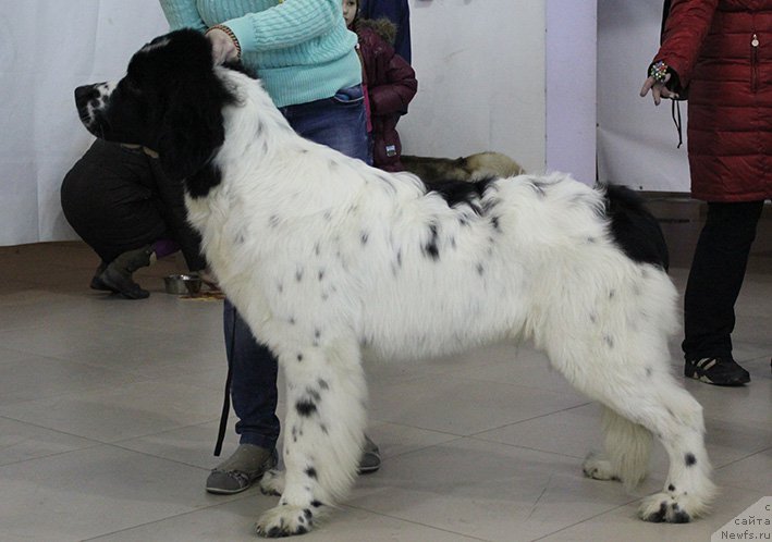 Фотография № 176010