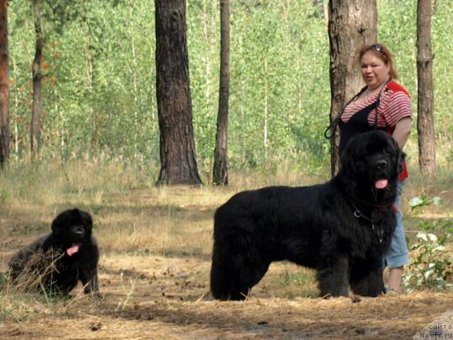 Фото: ньюфаундленд Hanesa (Ханеса), Nataliya SHevchuk (Наталия Шевчук), ньюфаундленд Akim iz Volotova (Аким из Волотова)