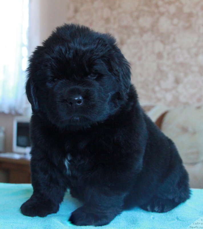 Фотография № 176024