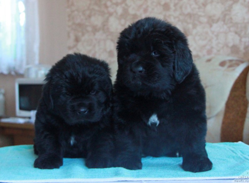 Фотография № 176025