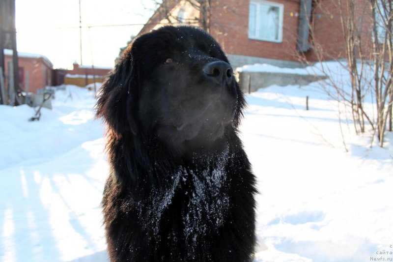 Фото: ньюфаундленд Gran Pri Tol'yatti Turandot (Гран При Тольятти Турандот)