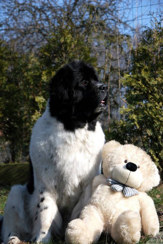 Фото: ньюфаундленд Chernaya Mafia Zebra Time (Черная Мафия Зебра Тиме)