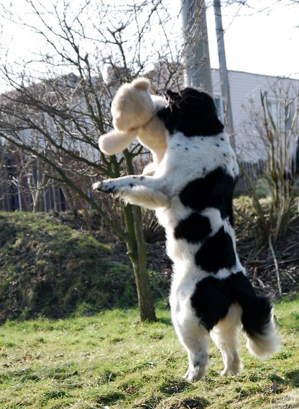 Фото: ньюфаундленд Chernaya Mafia Zebra Time (Черная Мафия Зебра Тиме)