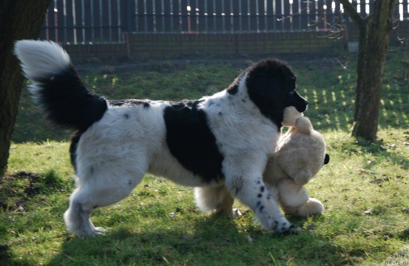 Фото: ньюфаундленд Chernaya Mafia Zebra Time (Черная Мафия Зебра Тиме)