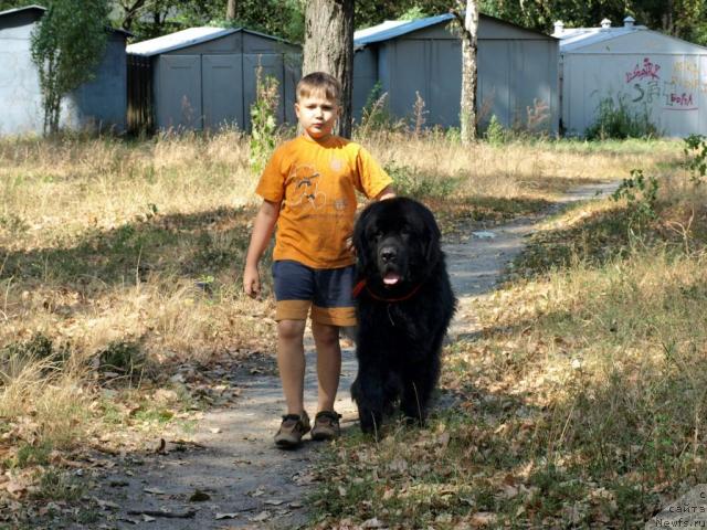 Фото: ньюфаундленд Akim iz Volotova (Аким из Волотова)