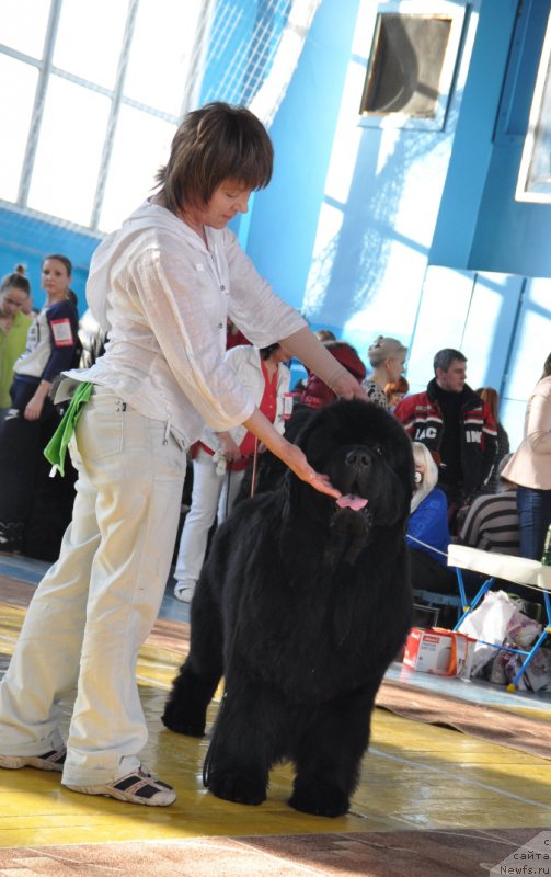 Фото: ньюфаундленд S'Nezhnaya Vjuga Alyaniko del Vulture (С'Нежная Вьюга Альянико Дель Вультуре), Elena Kropotova (Елена Кропотова)