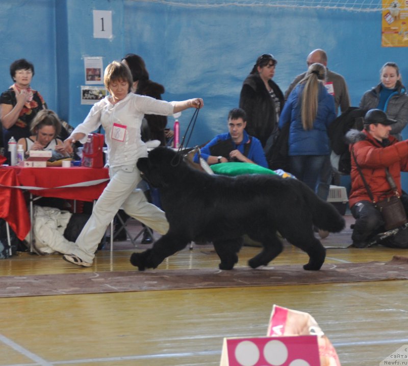 Фото: ньюфаундленд S'Nezhnaya Vjuga Alyaniko del Vulture (С'Нежная Вьюга Альянико Дель Вультуре), Elena Kropotova (Елена Кропотова)