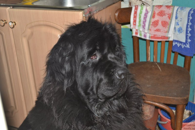 Фото: ньюфаундленд Chernaya Mafia Zoom Into Me (Черная Мафия Зоом Инто Ме)