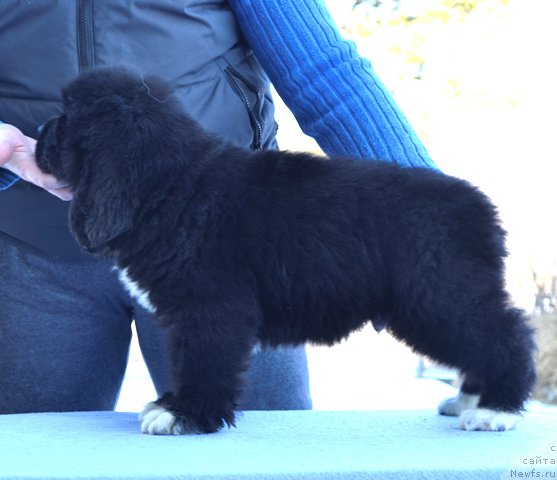 Фотография № 176067