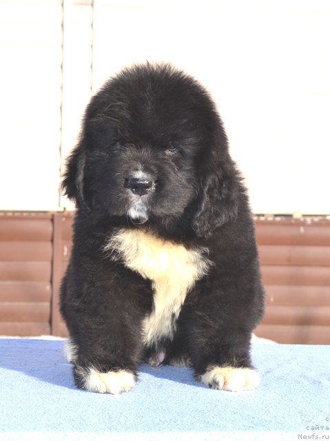 Фотография № 176069