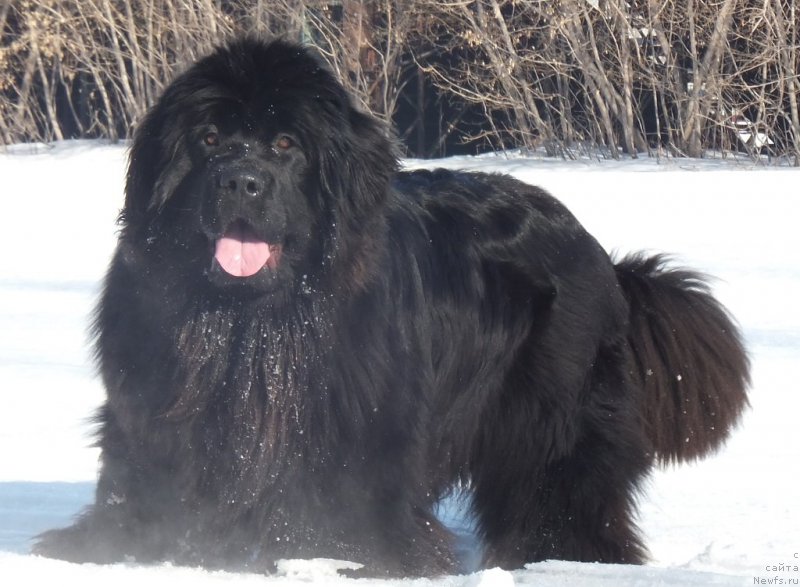 Фото: ньюфаундленд Super Bizon Lauthani Layma (Супер Бизон Лаутхани Лайма)